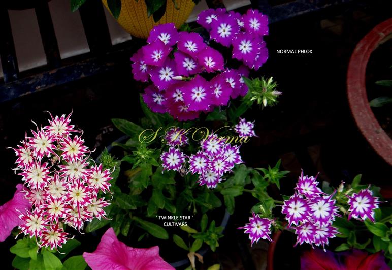  Twinkle Star Cultivars